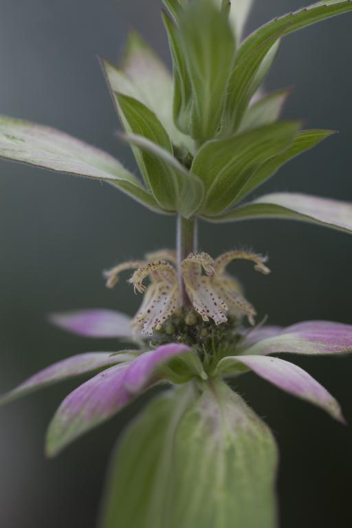 Monarda punctata