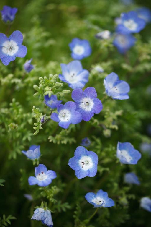 Nemophila menziesii