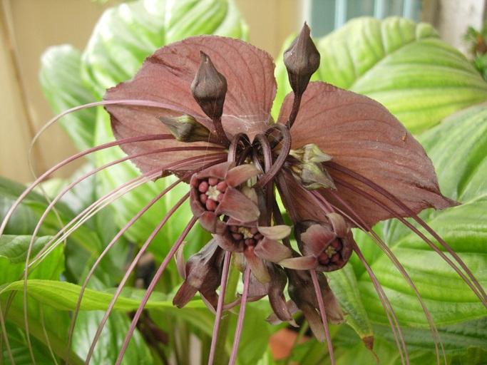 Tacca chantrieri