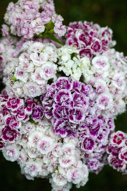 Dianthus barbatus, 'Super Duplex Mix'