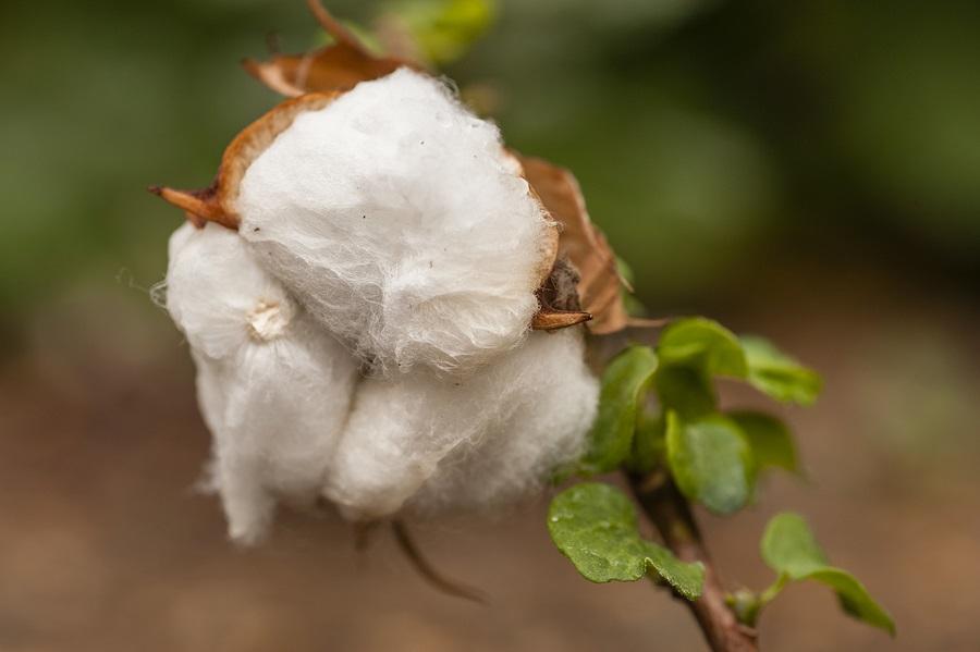 Gossypium herbaceum