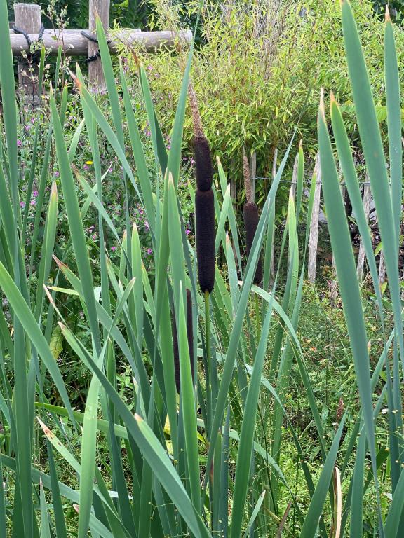 Typha latifolia