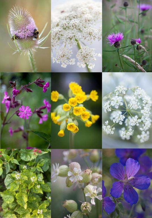 HEDGEROW, Wild Flower Mixture