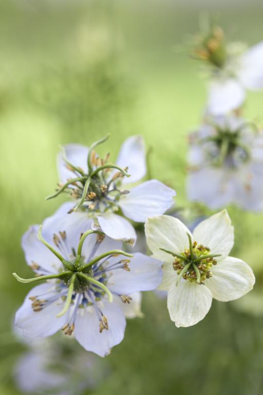 Nigella sativa