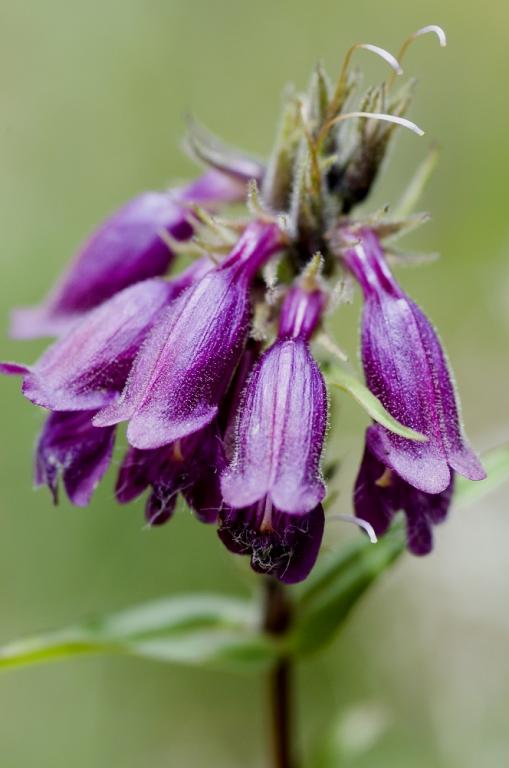 Penstemon whippleanus, 'Chocolate Drop'