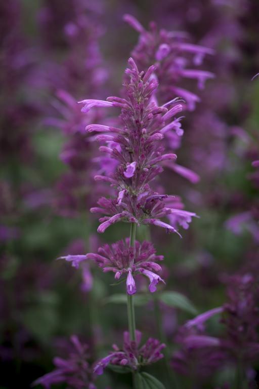 Agastache cana, 'Heather Queen'