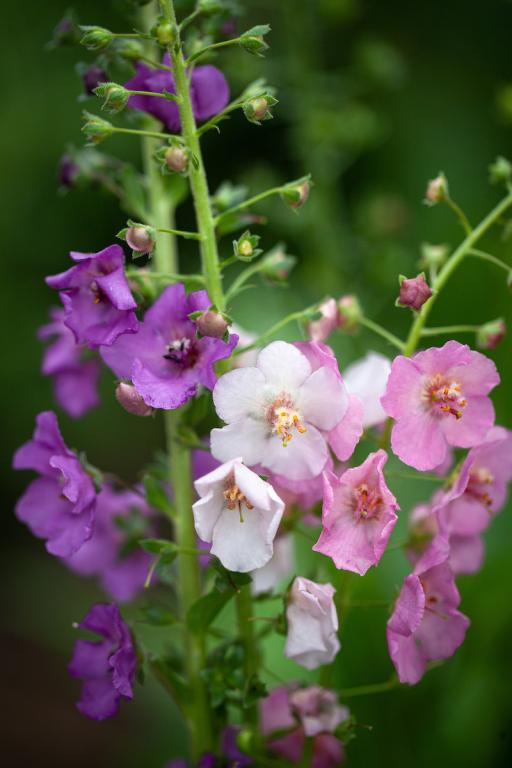 Verbascum phoeniceum, Mixed Hybrids