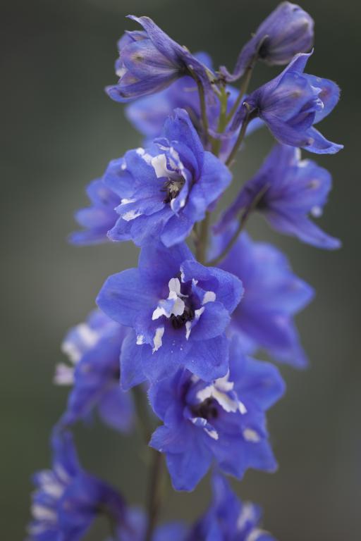Delphinium hybrida, 'Blue Bird'