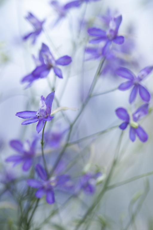 Consolida regalis, 'Blue Cloud'