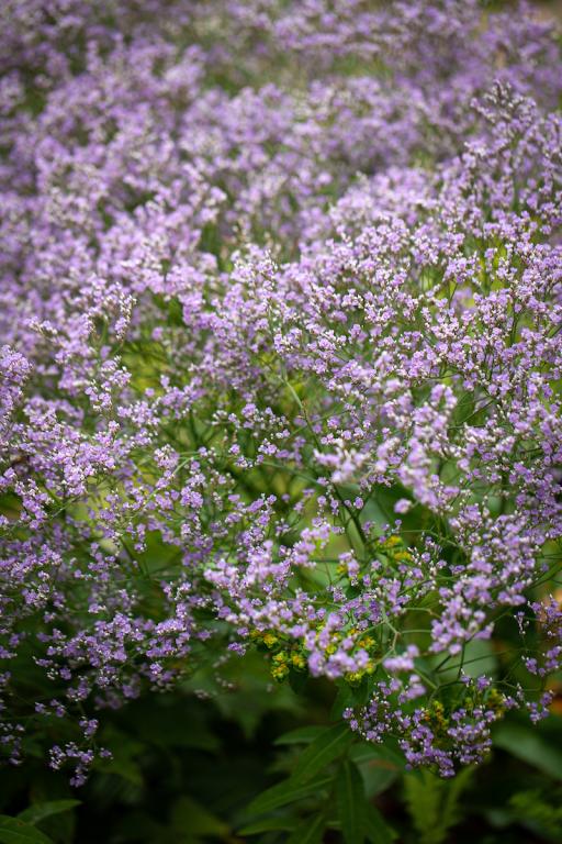 Limonium latifolium