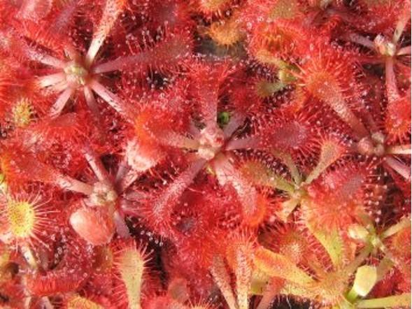 Drosera, Mixed Species