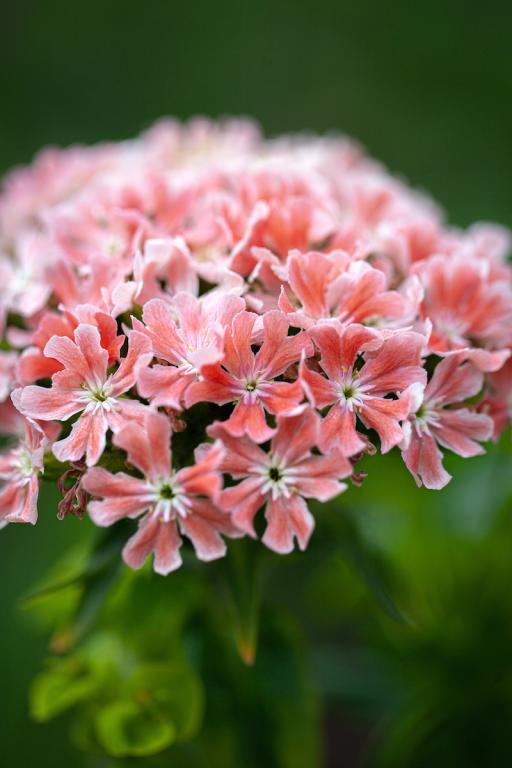 Lychnis chalcedonica, 'Carnea'
