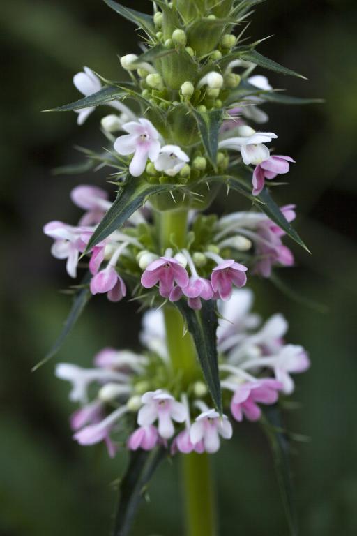 Morina longifolia