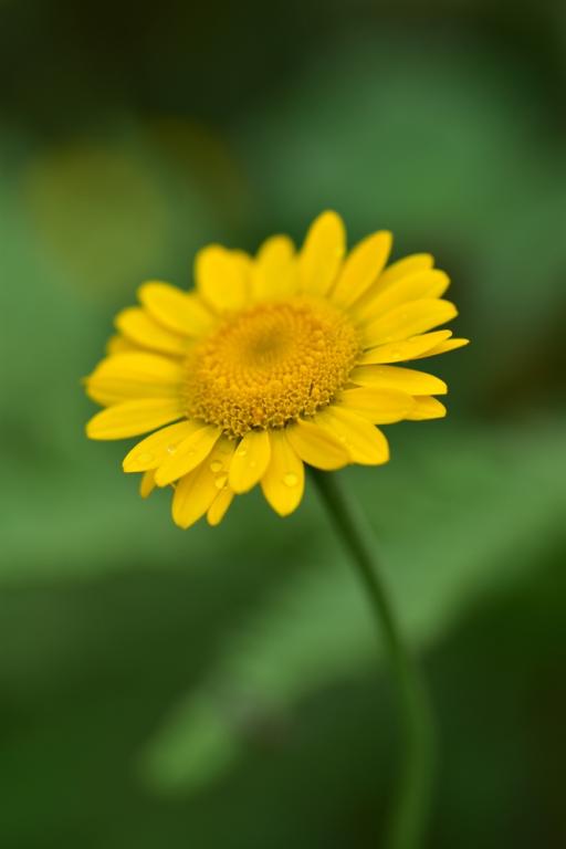 Cota tinctoria, True Wild Form