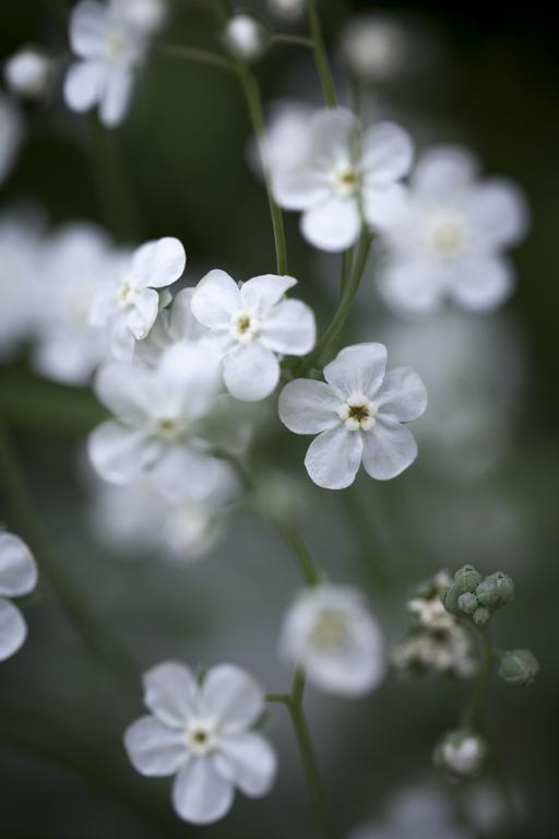 Omphalodes linifolia