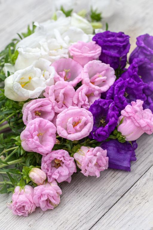 Campanula medium, Double Finest Mixed