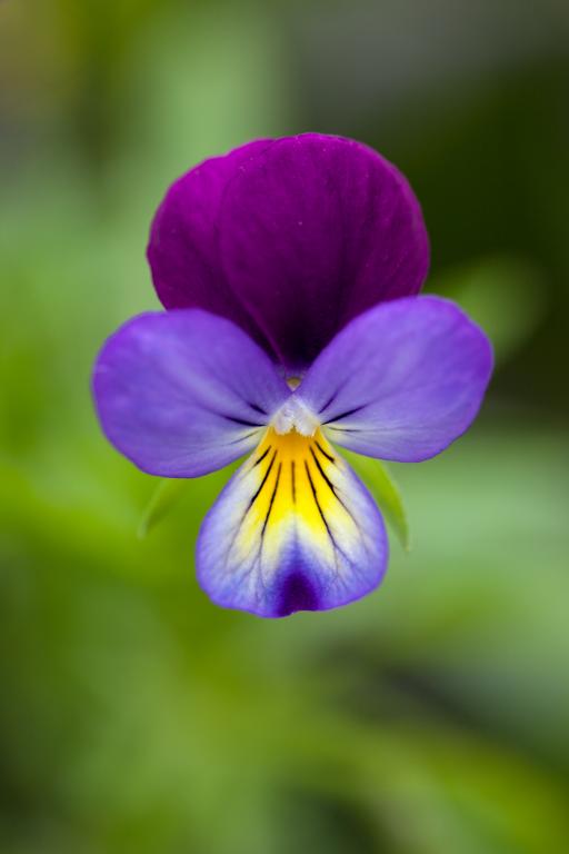 Viola tricolor, True Wild Form