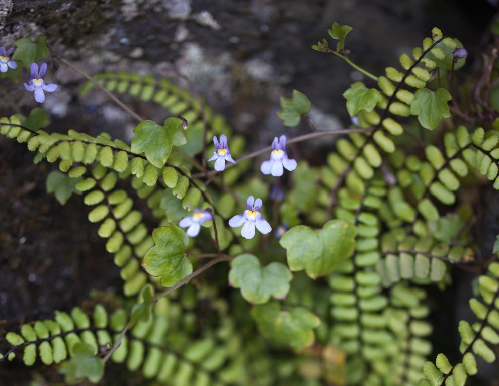 Cymbalaria muralis
