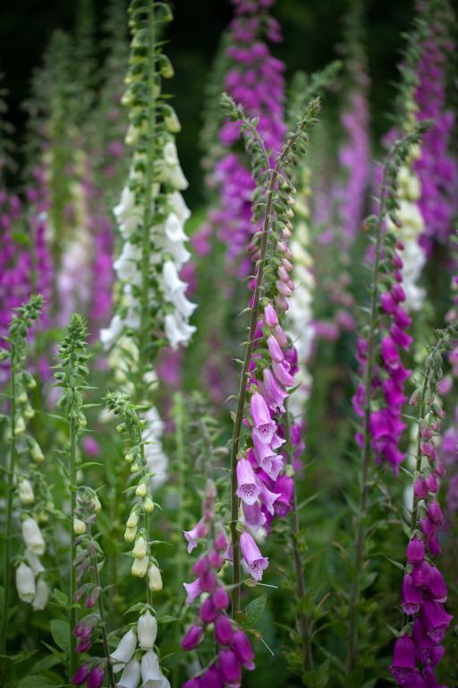 Digitalis purpurea var. gloxinioides, 'The Shirley', Mixed