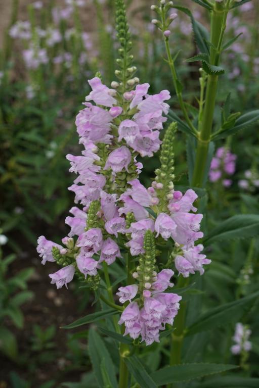 Physostegia virginiana, 'Rose Crown'
