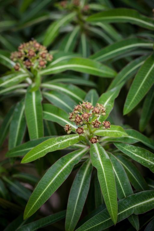 Euphorbia mellifera