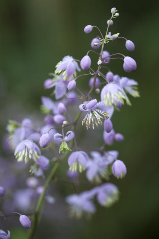 Thalictrum delavayi