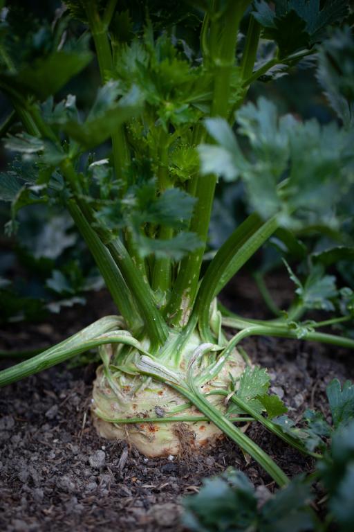 Celeriac, 'Prinz'