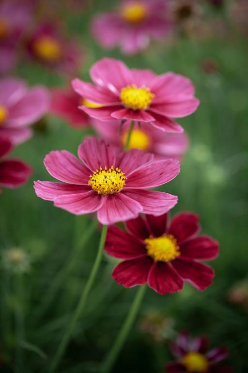 Cosmos bipinnatus, 'Antiquity'