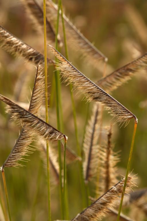 Bouteloua gracilis, 'Bad River'