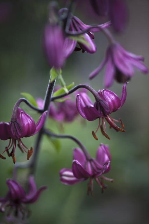 Lilium martagon