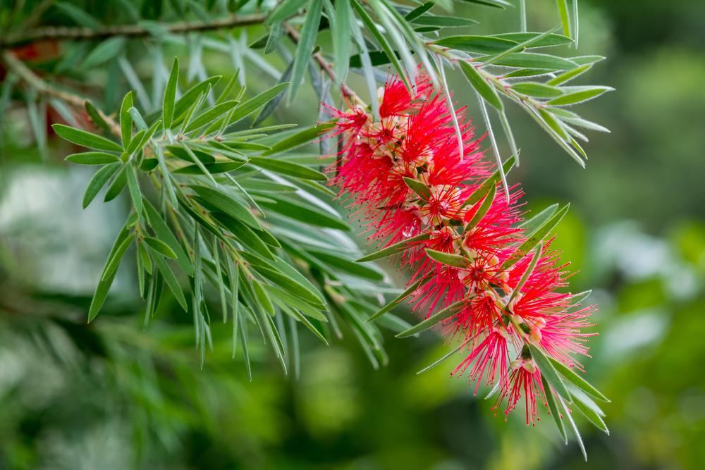 Callistemon rigidus