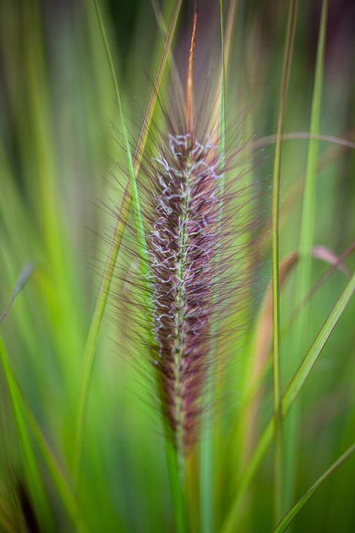 Pennisetum alopecuroides