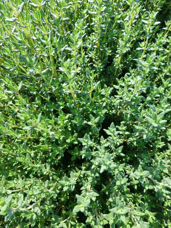 Thyme, 'English Winter'