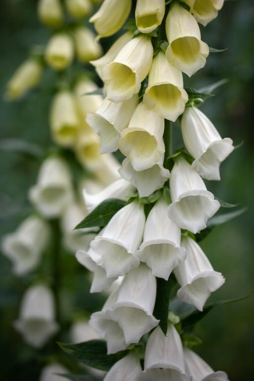 Digitalis purpurea var. alba