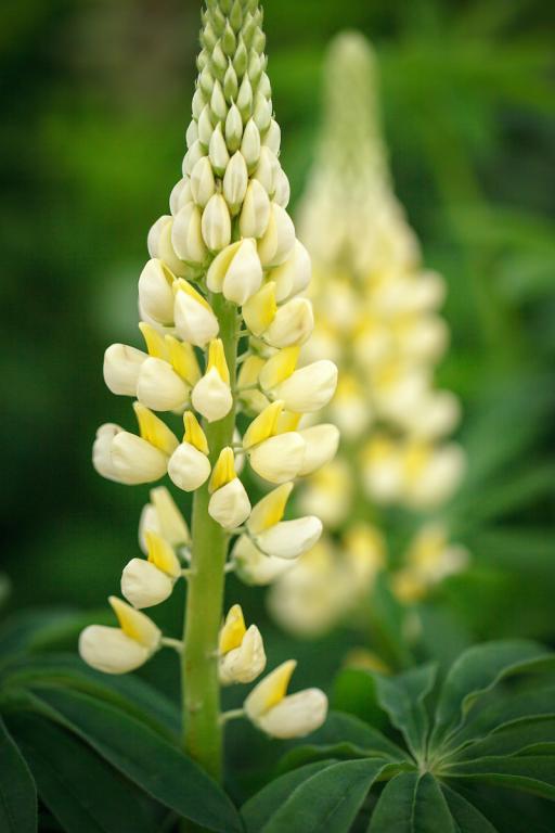 Lupinus polyphyllus, 'Chandelier'
