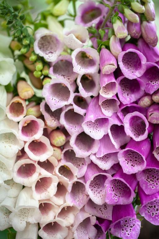 Digitalis, Species and Cultivars Mixed