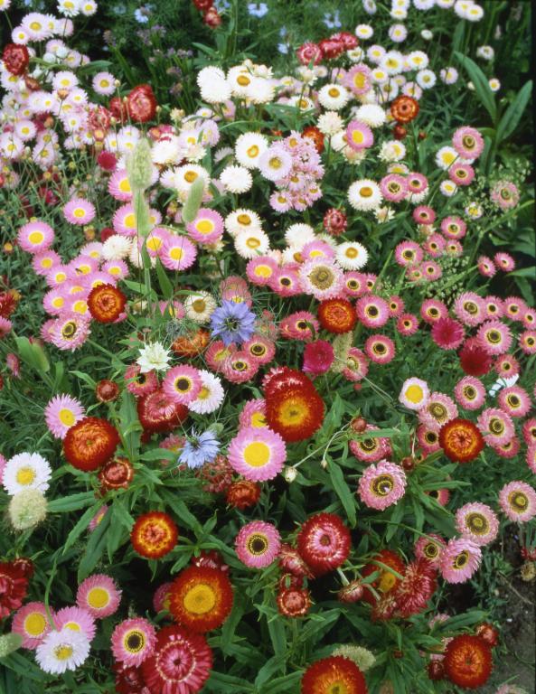 Everlasting Flowers Mixture