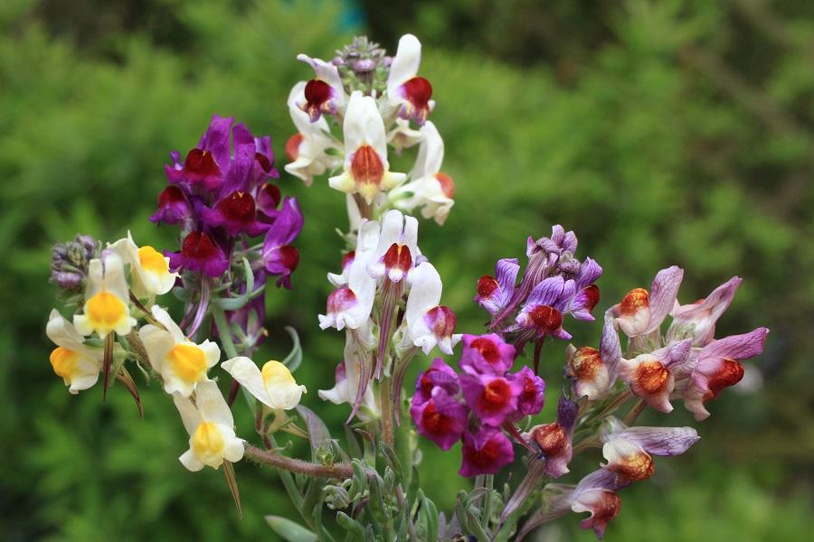 Linaria aeruginea, 'Neon Lights'