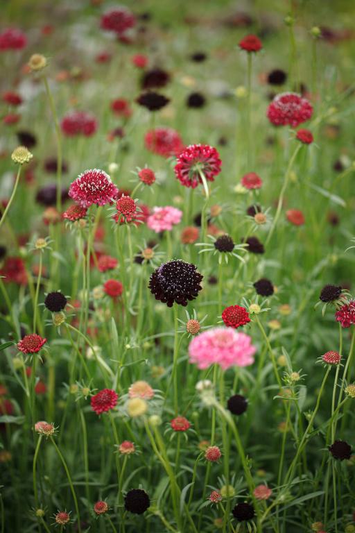 Scabiosa atropurpurea, 'Summer Fruits'