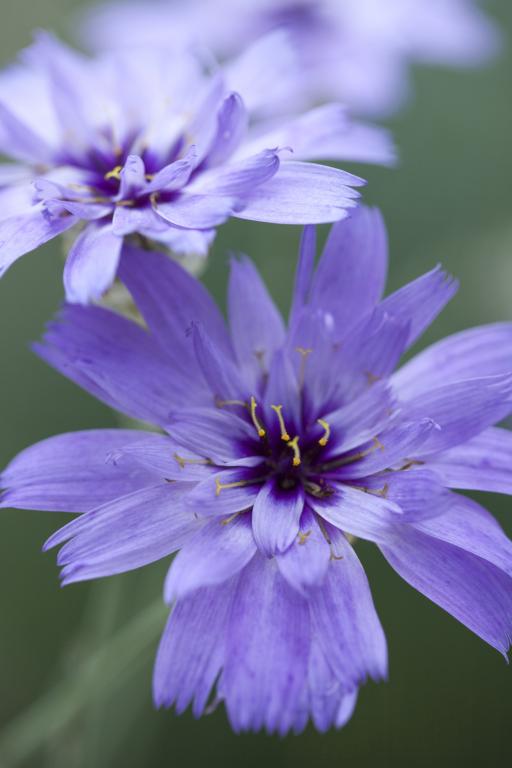 Catananche caerulea
