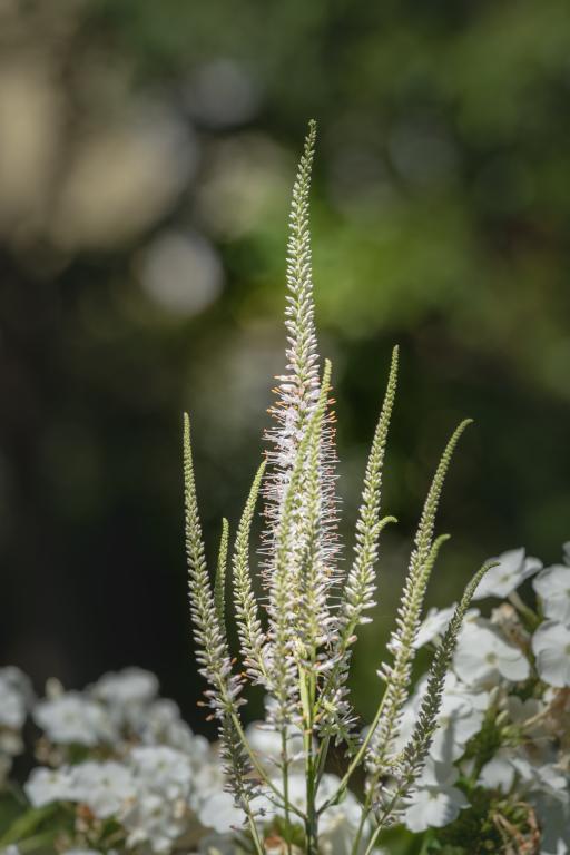 Veronicastrum virginicum f. albiflorum