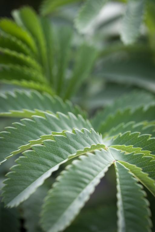 Melianthus major