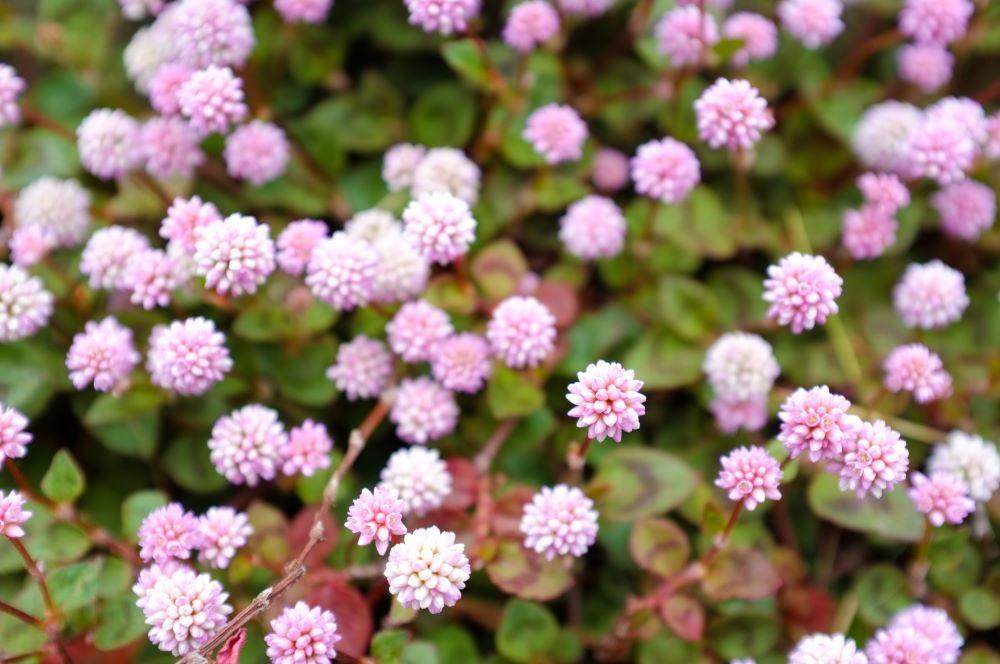Persicaria capitatum, 'Afghan'