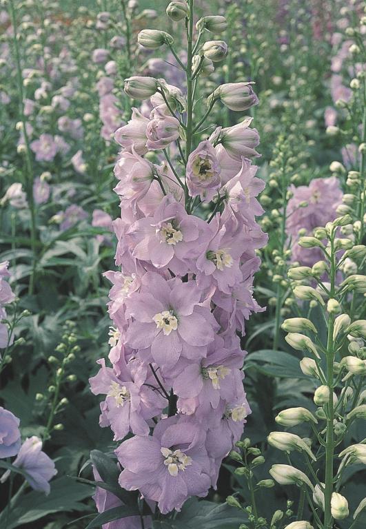 Delphinium hybrida, 'Guinevere'