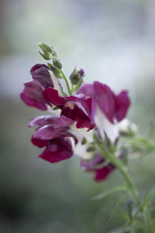 Antirrhinum majus, 'Night & Day'