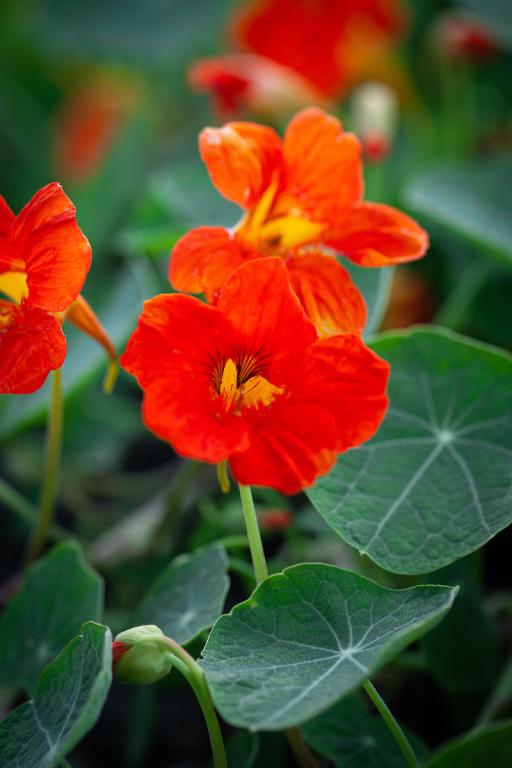Tropaeolum peltophorum, 'Spitfire'