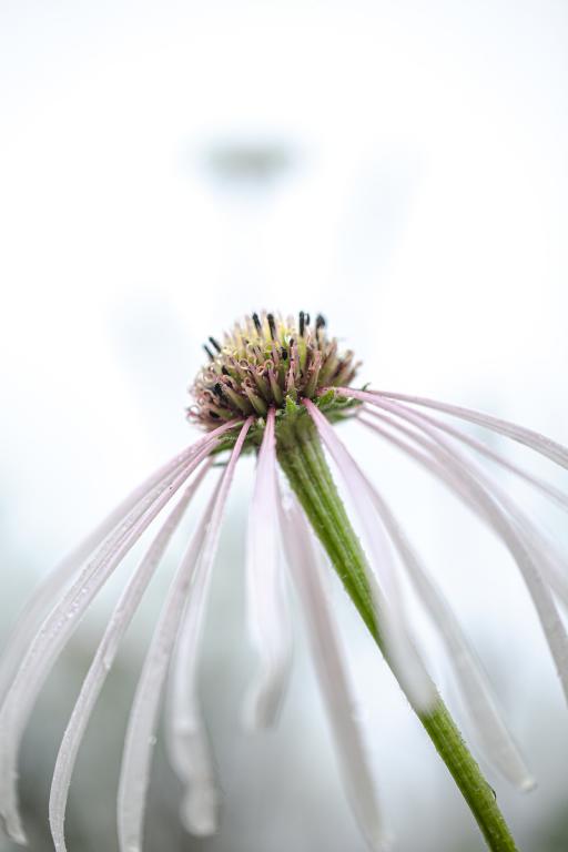 Echinacea pallida, 'Hula Dancer'