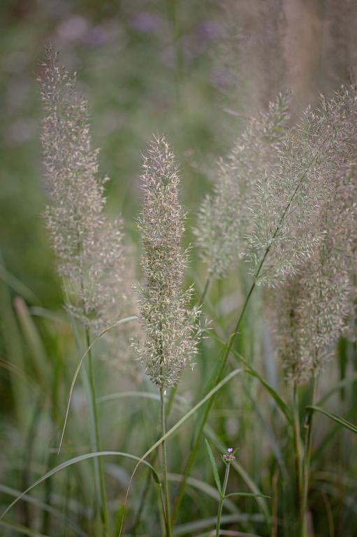 Calamagrostis brachytricha
