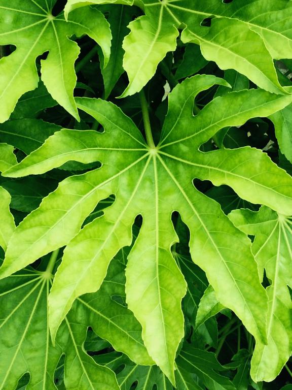 Fatsia japonica