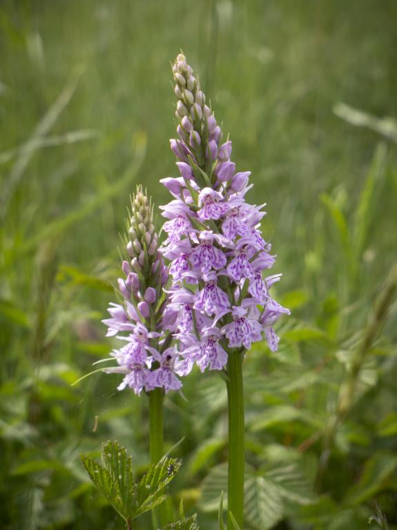 Dactylorhiza fuchsii